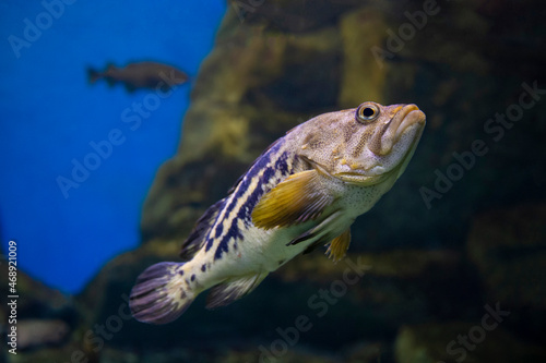 Swimming Black rockfish Sebastes schlegeli. Fish in the aquarium. Fish under water.