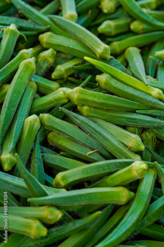 uncooked Green okra or lady finger at agriculture field.