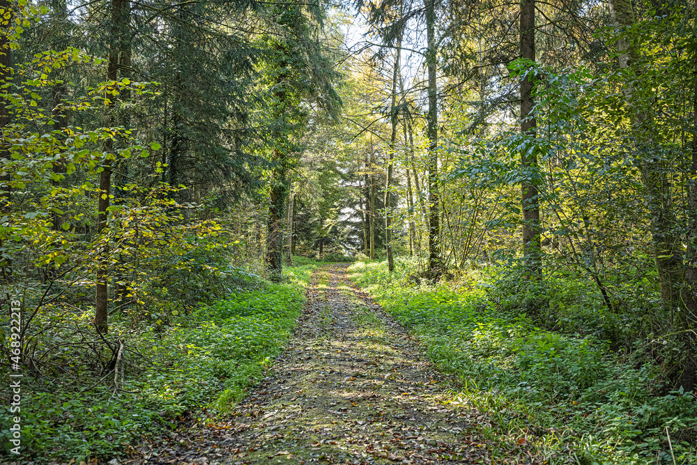 Fototapeta premium Waldweg bei Eschenbach, Kanton Luzern, Schweiz