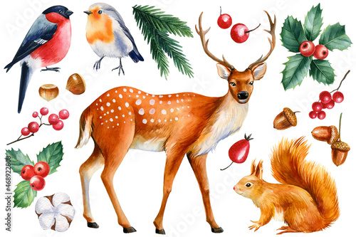 Winter animals on a white background, squirrel, bullfinch, robin and deer Fototapet