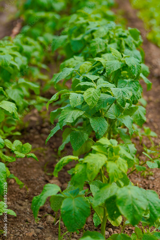 green leaf of vegetables at agriculture field.