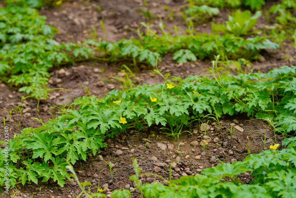 green leaf of vegetables at agriculture field. green leaf of vegetables at agriculture field.