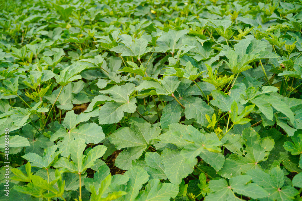 Okra or ladyfinger plant at agriculture field. Okra or ladyfinger plant at agriculture field.