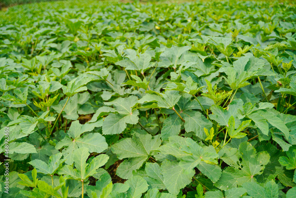 Okra or ladyfinger plant at agriculture field. Okra or ladyfinger plant at agriculture field.