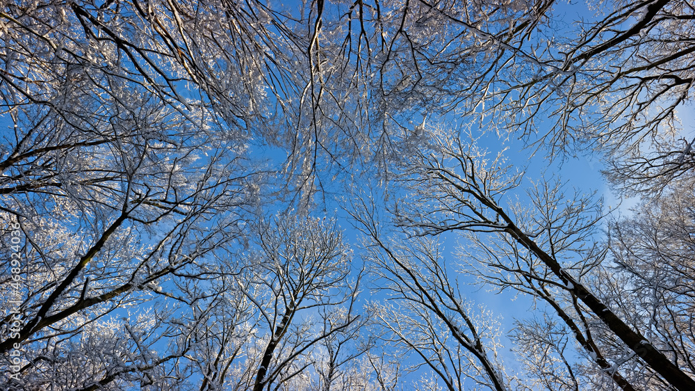 snow covered trees against a blue sky snow covered trees against a blue sky