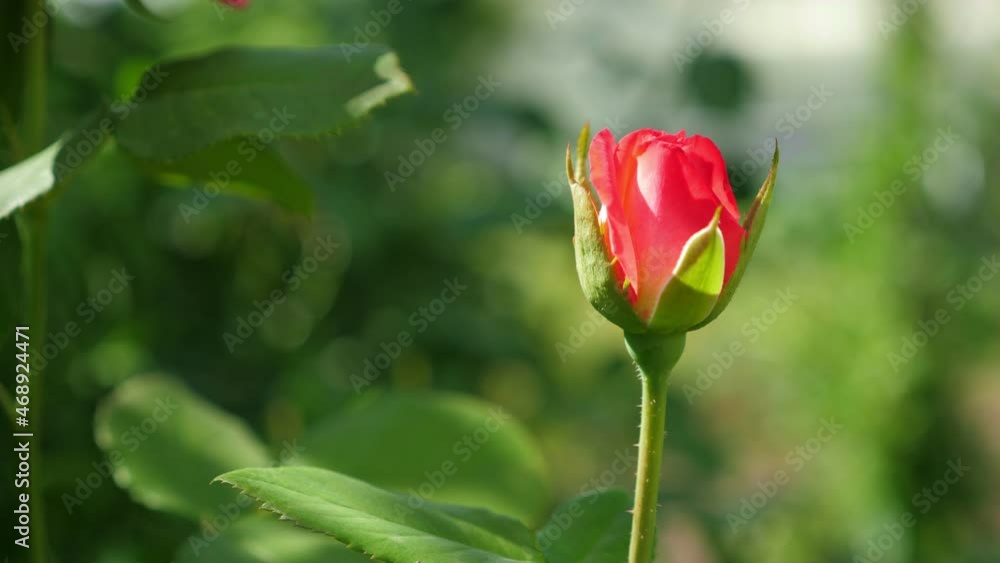 Red roses growing in the garden. Closeup Red roses growing in the garden. Closeup