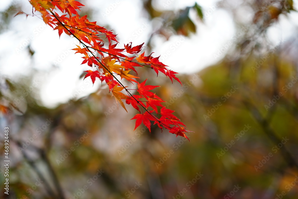red autumn leaves