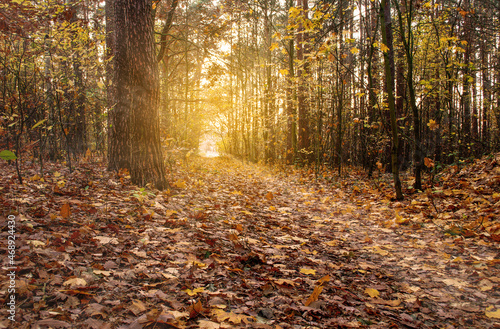 The colors of autumn in the forest