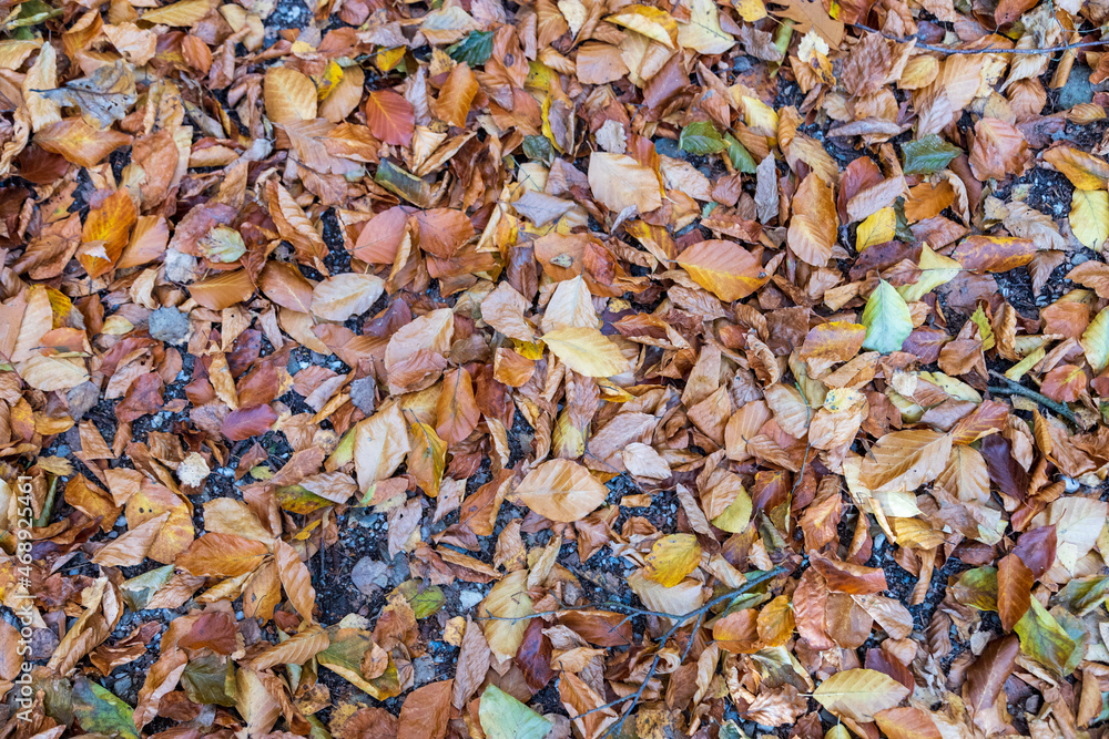 Buntes Herbstlaub auf Boden 
