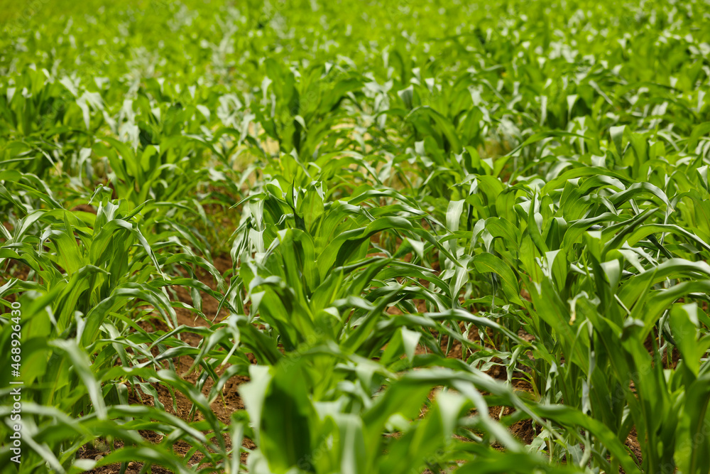 green corn agriculture field in India