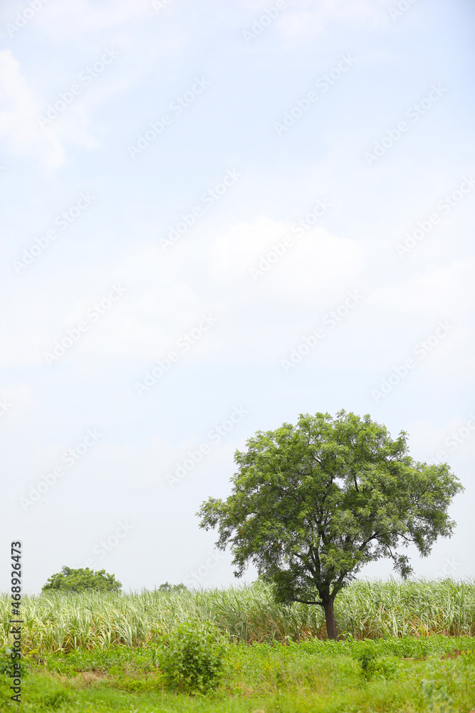 green corn field with sky background. green corn field with sky background.