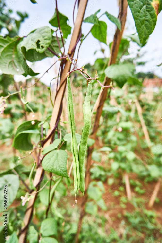 green beans grow fresh in the plantation green beans grow fresh in the plantation