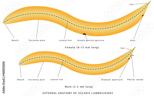 External anatomy of Ascaris Lumbricoides. The structure of the roundworm - Ascaris. Zoology. Animal morphology.  Parasitic roundworm Ascaris lumbricoides male and female.