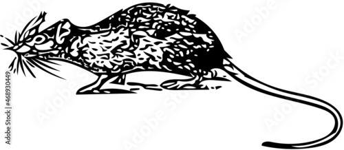 Rat vector illustration in black and white