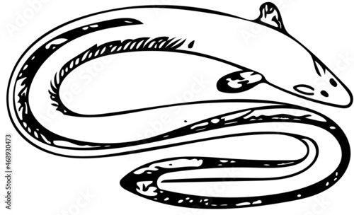 Electric eel fish vector illustration in black and white photo