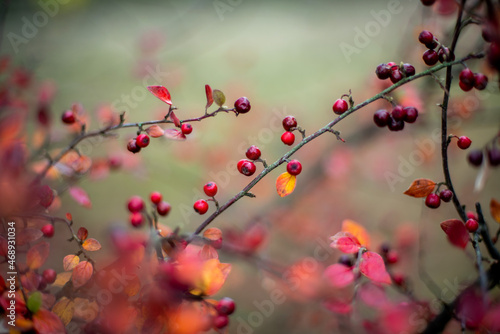 Red berries on a branch with autumn colored leaves