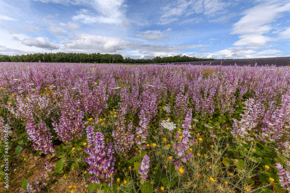 Fields of clary sage (Salvia sclarea), perfume plants cultivated in Provence. Fields of clary sage (Salvia sclarea), perfume plants cultivated in Provence.