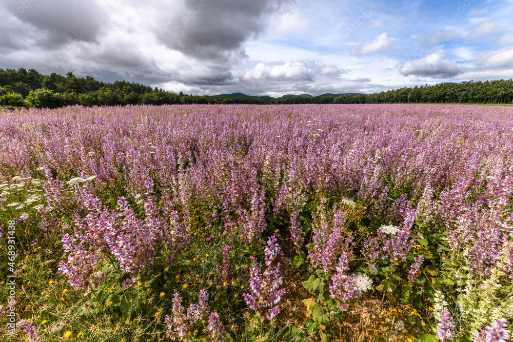 Fields of clary sage (Salvia sclarea), perfume plants cultivated in Provence. Fields of clary sage (Salvia sclarea), perfume plants cultivated in Provence.