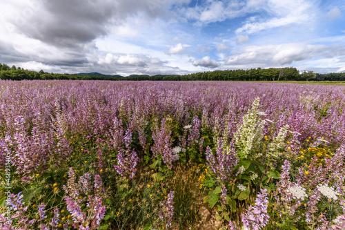 Fields of clary sage (Salvia sclarea), perfume plants cultivated in Provence.