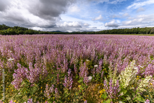 Fields of clary sage (Salvia sclarea), perfume plants cultivated in Provence.