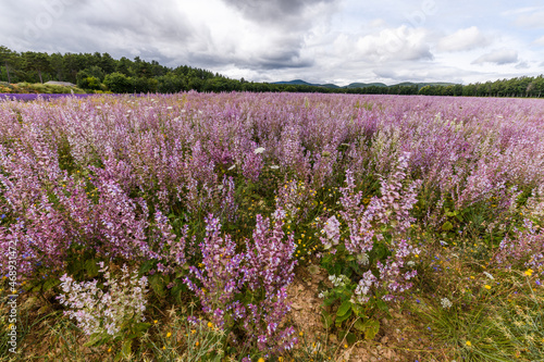 Fields of clary sage  Salvia sclarea   perfume plants cultivated in Provence.