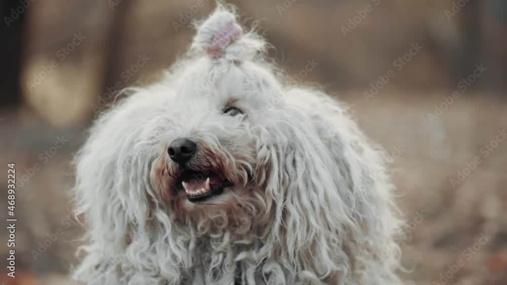 Portrait of Hungarian Shepherd Dog Puli. Funny curly dog close up. Portrait of Hungarian Shepherd Dog Puli. Funny curly dog close up.