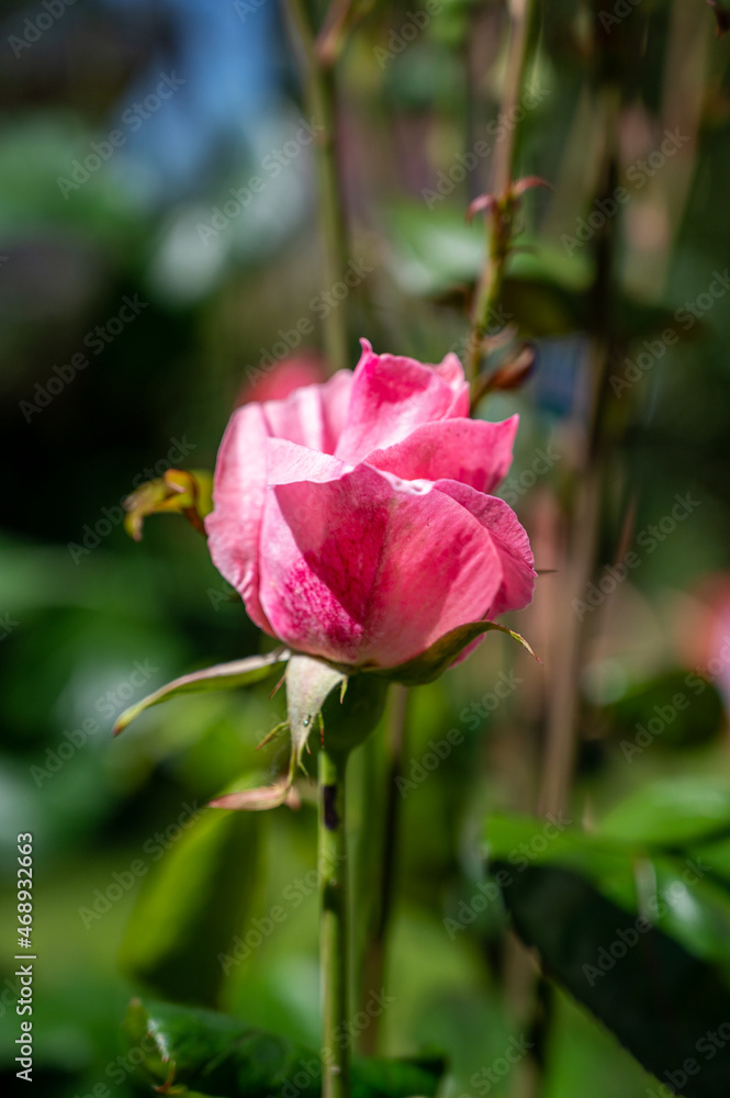 A vertical shot of a growing pink rose