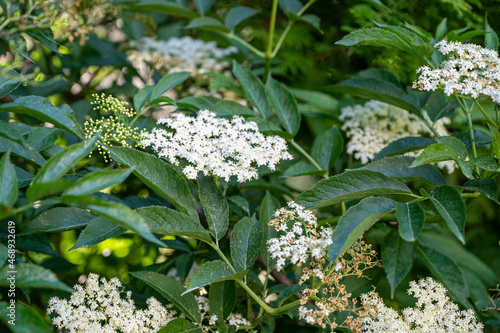  closeup shot of growing black elderberry flowers