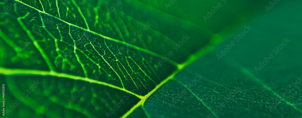 close up line art pattern of dark green tropical foliage, nature background, blurred photo. close up line art pattern of dark green tropical foliage, nature background, blurred photo.