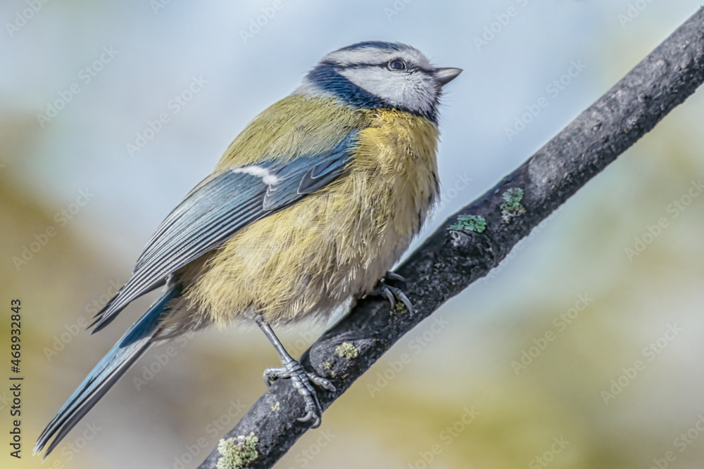 Obraz premium Blaumeise im Sonnenschein
