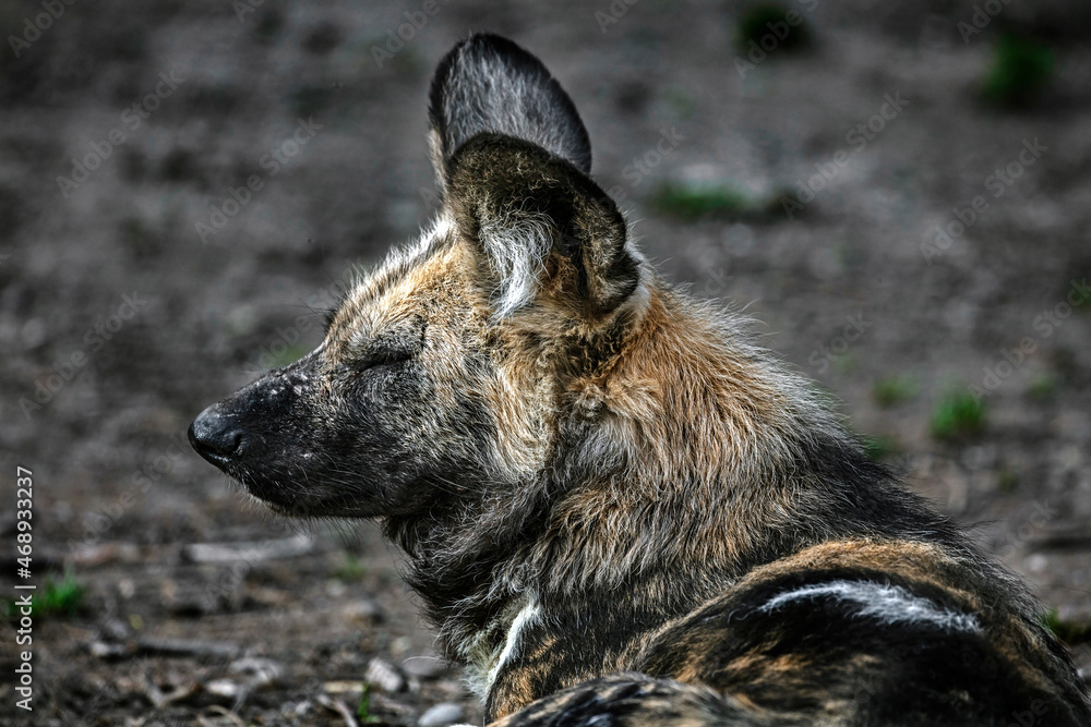 African hunting dog's head. Latin name - Lycaon pictus	