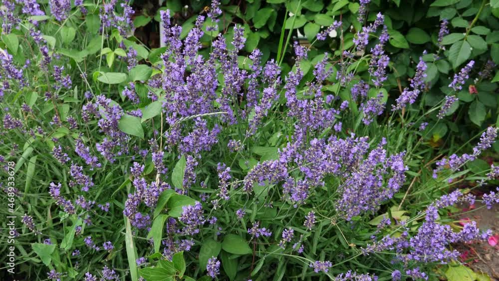 Bumble bee pollinating lavender growing in the garden. Closeup Bumble bee pollinating lavender growing in the garden. Closeup