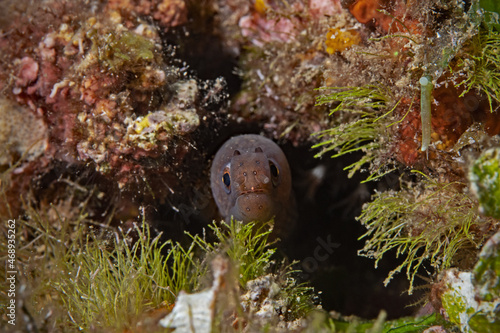 Juvenile moray eel (Muraena helena) 