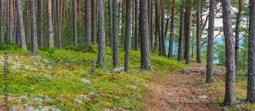Pine trees and moss on mountain, panoramic view. Path to Ladoga Lake in national park, Karelia. Wild forest panorama. Ecology summer beautiful background