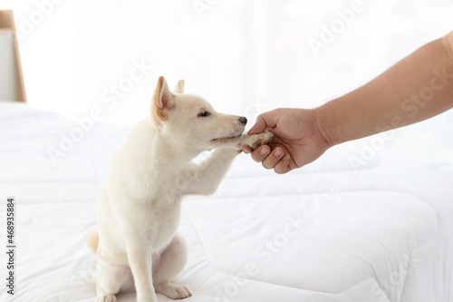 Training dog to be commanded. White shiba puppy was trained shake hand or give paw.