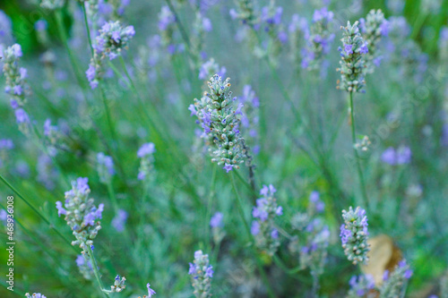 lavande en fleurs 