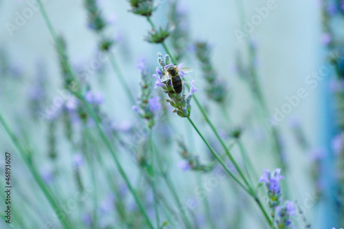 abeille butine fleur de lavande  © Unregardphotographie