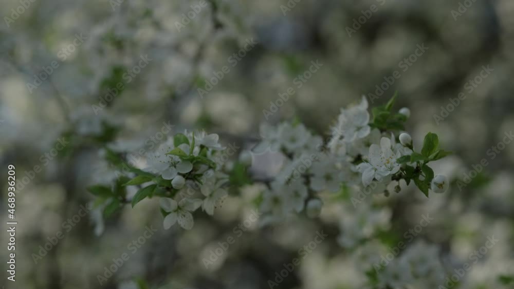 Slow motion white pear flowers with sunset light Slow motion white pear flowers with sunset light