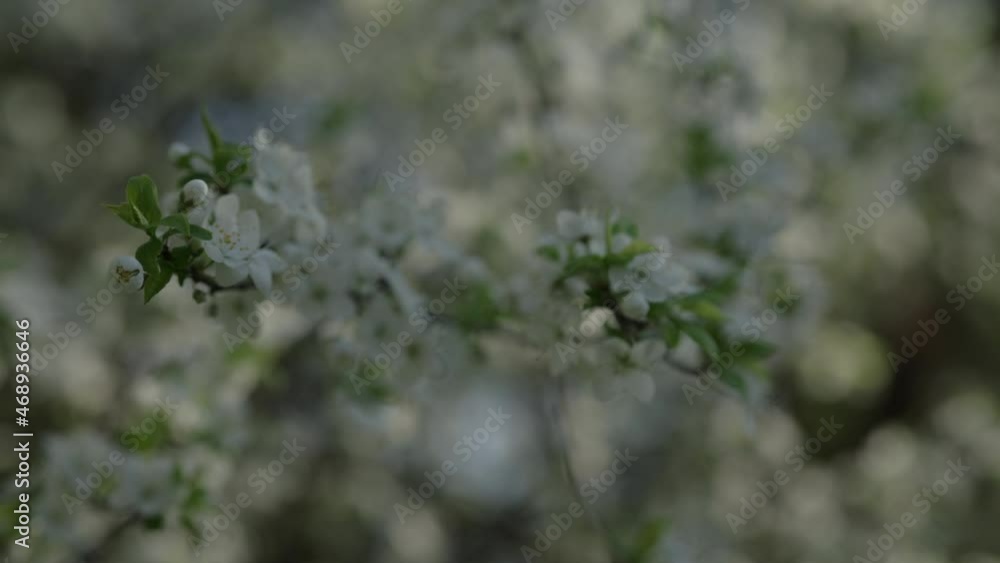Slow motion white pear flowers with sunset light Slow motion white pear flowers with sunset light