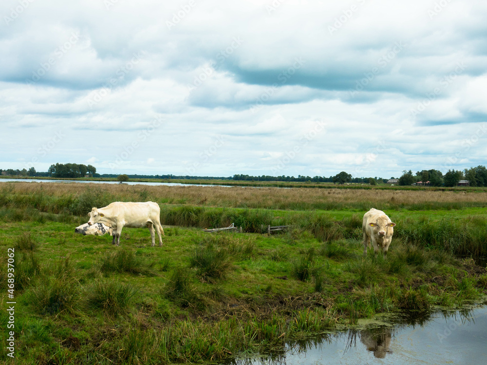 White cows and a impressive charolais bull standing on green grass in a meadow. Netherlands White cows and a impressive charolais bull standing on green grass in a meadow. Netherlands
