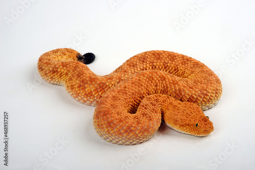 Sahara sand viper // Avicennaviper (Cerastes vipera)