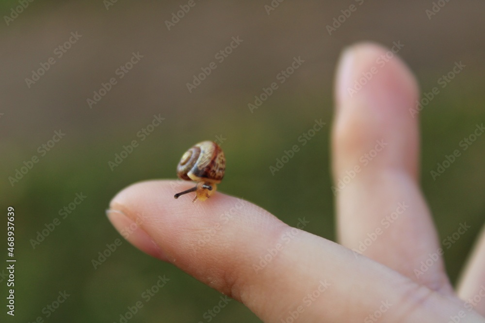 Obraz premium ladybird on a hand