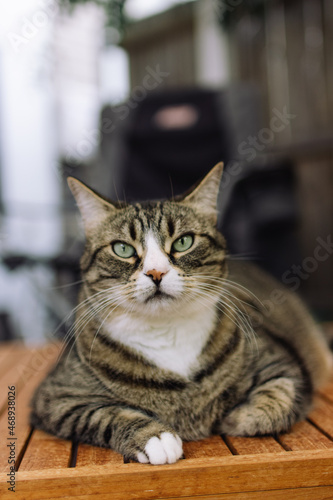 portrait of a cat © Min