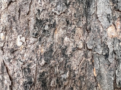 blur and close up bark pattern is seamless texture from tree. For background wood work, Bark of brown hardwood, thick bark hardwood, residential house wood. macro pattern of bark tree.