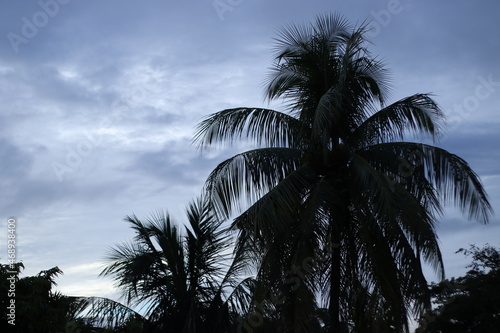Coconut, a southern tropical tree