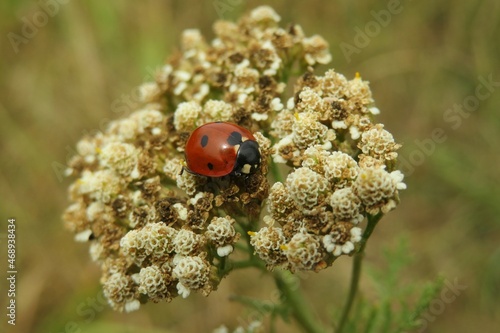 Red ladybug sitting on yarrow flowers in autumn garden photo