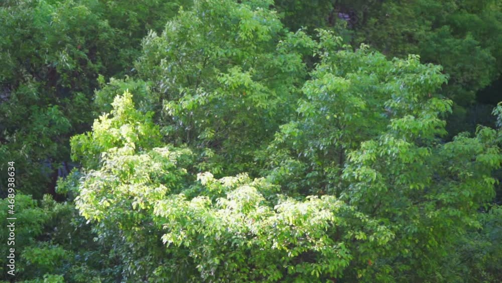The trees are blowing by the wind The trees are blowing by the wind