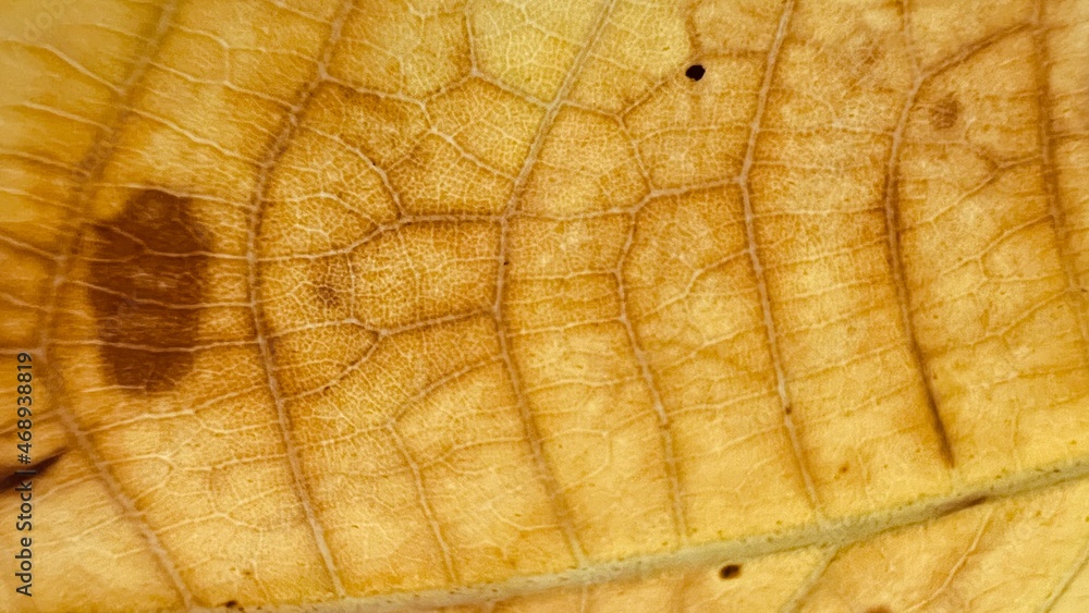 background texture green and yellow leaf structure macro photography
