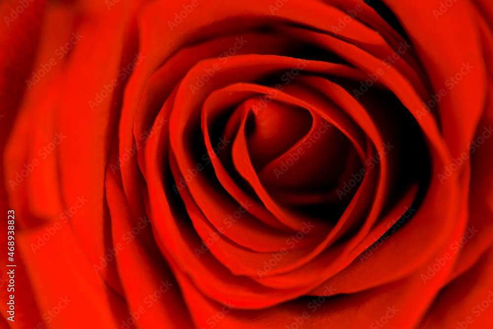 defocused blurred beautiful close up red rose macro defocused blurred beautiful close up red rose macro