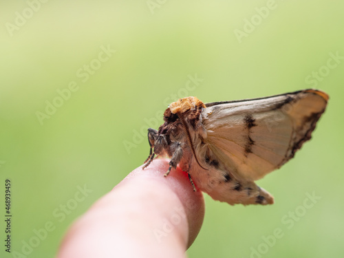 Buff-tip (Phalera bucephala) moth on human finger photo